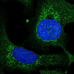 TEFM Polyclonal Antibody