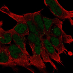 WNT2B Antibody in Immunocytochemistry (ICC/IF)