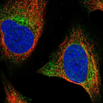 WNT2B Antibody in Immunocytochemistry (ICC/IF)