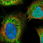 IP3 Receptor 2 Antibody in Immunocytochemistry (ICC/IF)