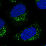 LNX2 Polyclonal Antibody