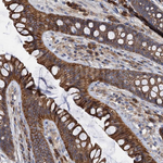 LNX2 Antibody in Immunohistochemistry (Paraffin) (IHC (P))