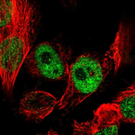 NEK7 Polyclonal Antibody