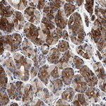 NEK7 Antibody in Immunohistochemistry (Paraffin) (IHC (P))