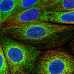 SCD Polyclonal Antibody