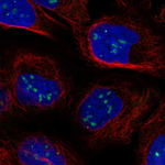 FLASH Polyclonal Antibody