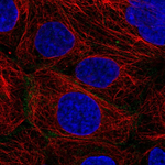 Connexin 31 Polyclonal Antibody