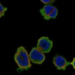 MMP25 Antibody in Immunocytochemistry (ICC/IF)