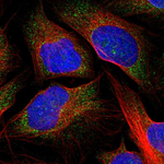 RGS2 Polyclonal Antibody