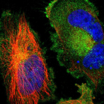 CD266 Polyclonal Antibody