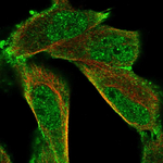 HUNK Antibody in Immunocytochemistry (ICC/IF)