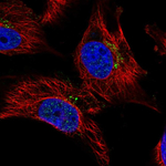 Dynamin 3 Antibody in Immunocytochemistry (ICC/IF)