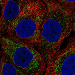 NOD1 Antibody in Immunocytochemistry (ICC/IF)