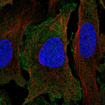 PER1 Polyclonal Antibody