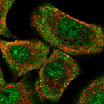 PER1 Antibody in Immunocytochemistry (ICC/IF)