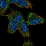KCNK9 Antibody in Immunocytochemistry (ICC/IF)