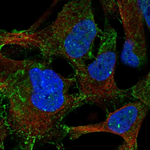 LPAR4 Antibody in Immunocytochemistry (ICC/IF)