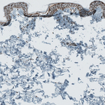 SENP1 Antibody in Immunohistochemistry (Paraffin) (IHC (P))
