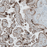 SENP1 Antibody in Immunohistochemistry (Paraffin) (IHC (P))