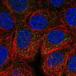 VAV2 Antibody in Immunocytochemistry (ICC/IF)