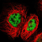 FZD10 Polyclonal Antibody