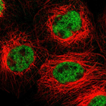 FZD10 Polyclonal Antibody