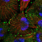 CARD6 Polyclonal Antibody