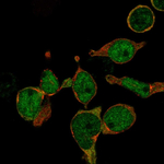 LMO2 Polyclonal Antibody