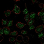 LMO2 Polyclonal Antibody