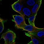 PEBP1 Antibody in Immunocytochemistry (ICC/IF)