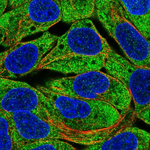 PHD3 Antibody in Immunocytochemistry (ICC/IF)