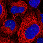 RAE1 Antibody in Immunocytochemistry (ICC/IF)