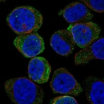 SIGLEC7 Antibody in Immunocytochemistry (ICC/IF)