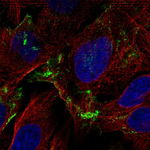 ADORA1 Antibody in Immunocytochemistry (ICC/IF)