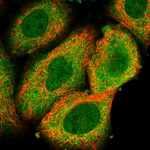 LYK5 Antibody in Immunocytochemistry (ICC/IF)