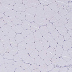 PRMT6 Antibody in Immunohistochemistry (Paraffin) (IHC (P))