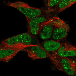 EAP2 Antibody in Immunocytochemistry (ICC/IF)