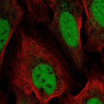 GAS41 Antibody in Immunocytochemistry (ICC/IF)