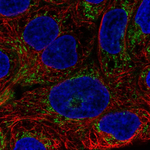 AIM2 Polyclonal Antibody