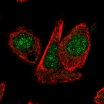 Cullin 1 Antibody in Immunocytochemistry (ICC/IF)