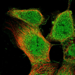 LOX-1 Polyclonal Antibody