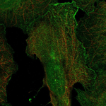 D4 Dopamine Receptor Polyclonal Antibody