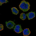 BAFF Antibody in Immunocytochemistry (ICC/IF)