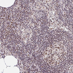 OCT1 (POU2F1) Antibody in Immunohistochemistry (Paraffin) (IHC (P))