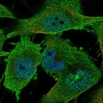 EphA3 Antibody in Immunocytochemistry (ICC/IF)