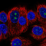 BMP-7 Polyclonal Antibody