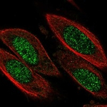 Cyclin D3 Polyclonal Antibody
