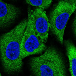 WNK1 Antibody in Immunocytochemistry (ICC/IF)