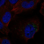S1P1 Polyclonal Antibody