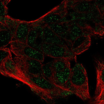 C/EBP alpha Antibody in Immunocytochemistry (ICC/IF)